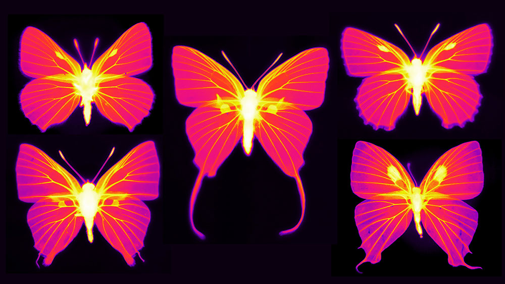 Farfalle Infrared-imaging-of-butterflies-in-the-family-Lycaenidae 1.jpg