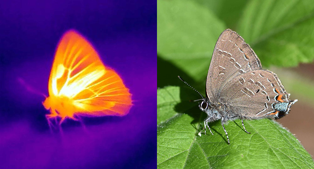Farfalle Thermal-camera-and-visible-photos-of-a-hickory-hairstreak-.jpg